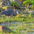 	Ardea herodias	