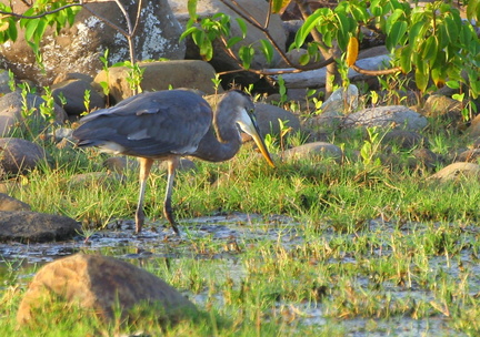 	Ardea herodias	