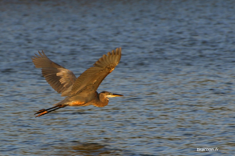 	Ardea herodias