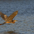 	Ardea herodias