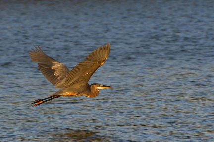 	Ardea herodias