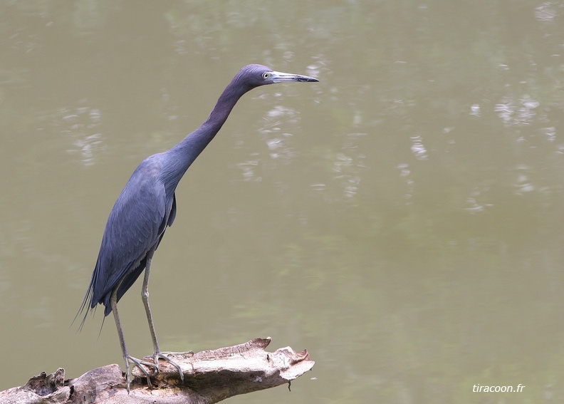 	Egretta caerulea	