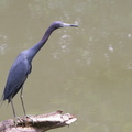 	Egretta caerulea	