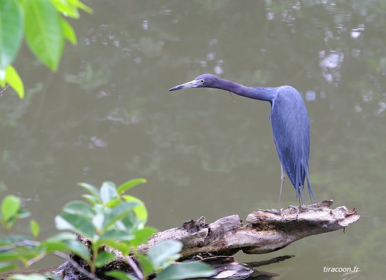 	Egretta caerulea	