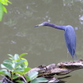 	Egretta caerulea	