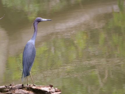 	Egretta caerulea