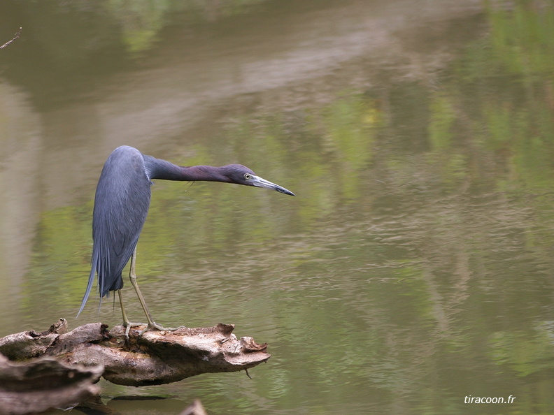 	Egretta caerulea	