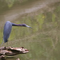 	Egretta caerulea	