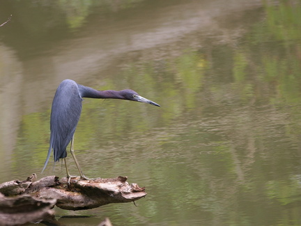 	Egretta caerulea	