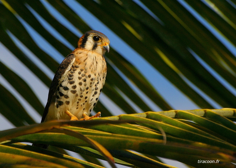 	Falco sparverius	