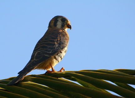 	Falco sparverius	