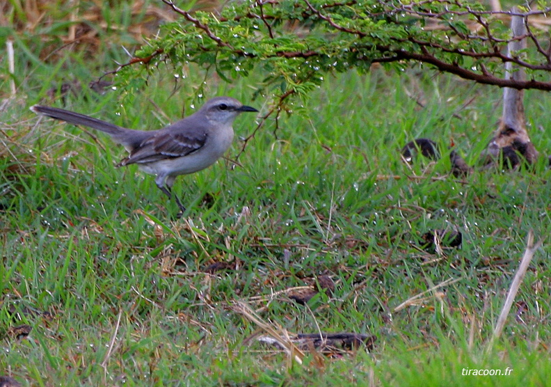 	Mimus gilvus