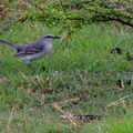 	Mimus gilvus