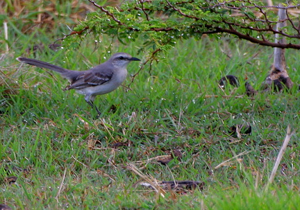 	Mimus gilvus