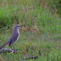 	Mimus gilvus	