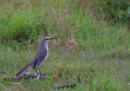 	Mimus gilvus	