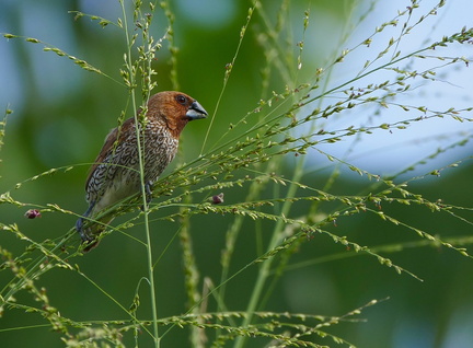 	Lonchura punctulata	