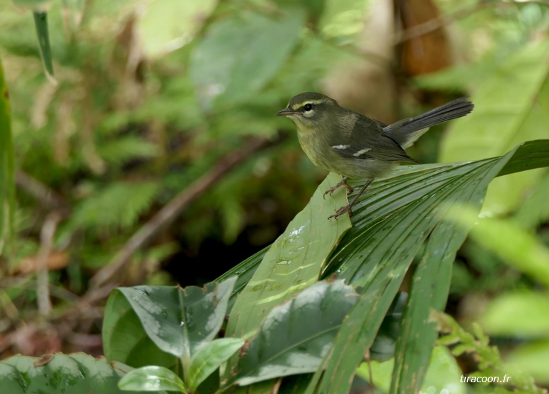 	Setophaga plumbea