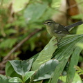 	Setophaga plumbea