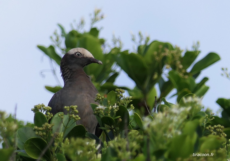 	Columba leucocephala