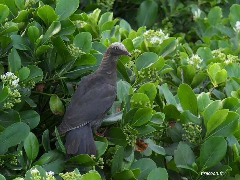 	Columba leucocephala