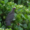 	Columba leucocephala