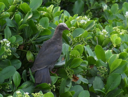 	Columba leucocephala