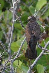 	Columba leucocephala