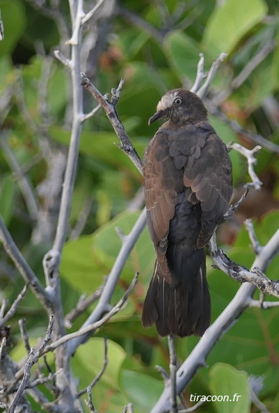 	Columba leucocephala