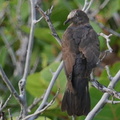 	Columba leucocephala