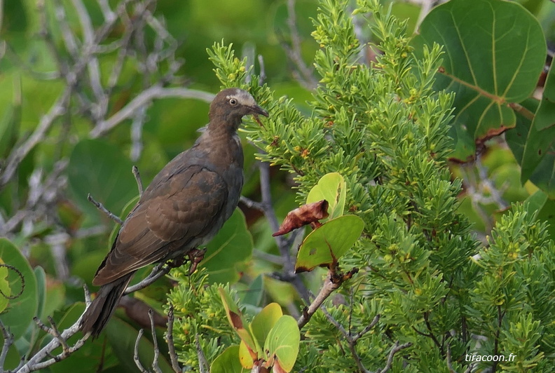 	Columba leucocephala