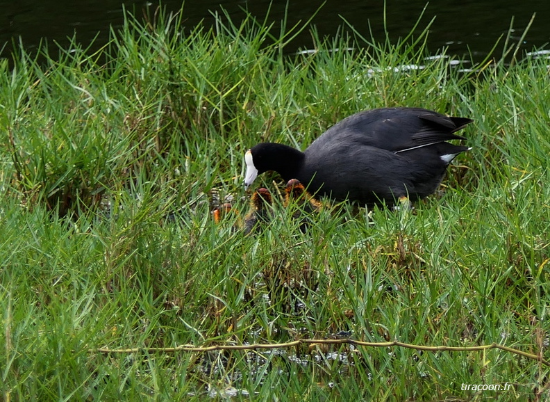 	Fulica americana