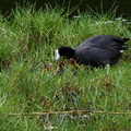 	Fulica americana