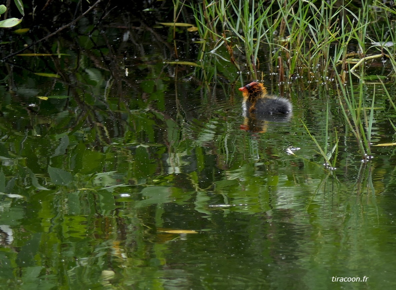 	Fulica americana