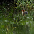 	Fulica americana