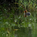 	Fulica americana