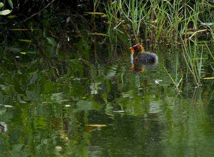 	Fulica americana