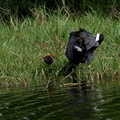 	Fulica americana