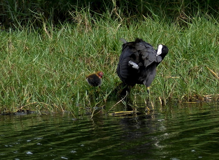 	Fulica americana