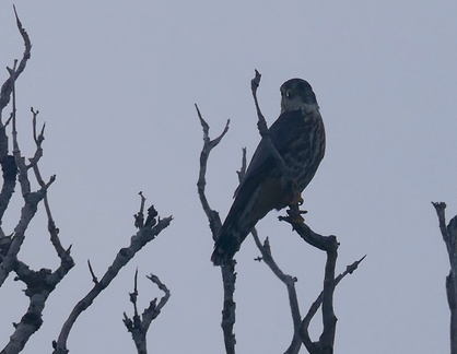 	Falco columbarius