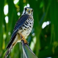 	Falco sparverius