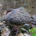 	Geotrygon mystacea	