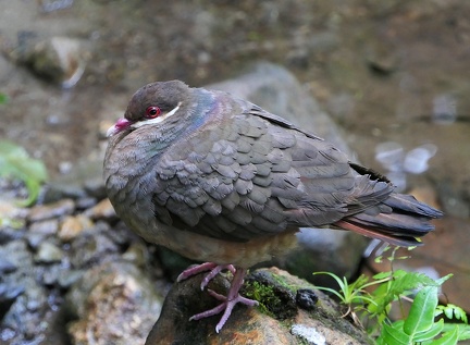 	Geotrygon mystacea	