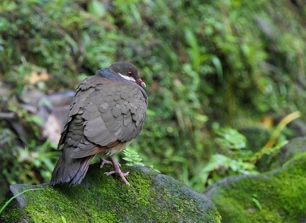 	Geotrygon mystacea	