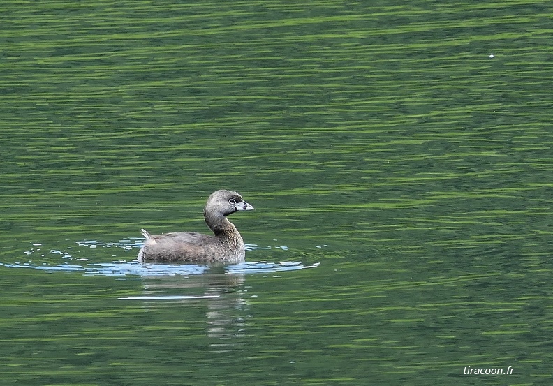 	Podilymdus podiceps	