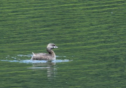 	Podilymdus podiceps	