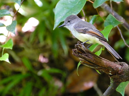 	Myiarchus oberi