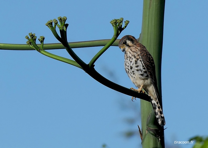 	Falco sparverius	