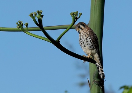 	Falco sparverius	