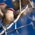 	Estrilda troglodytes